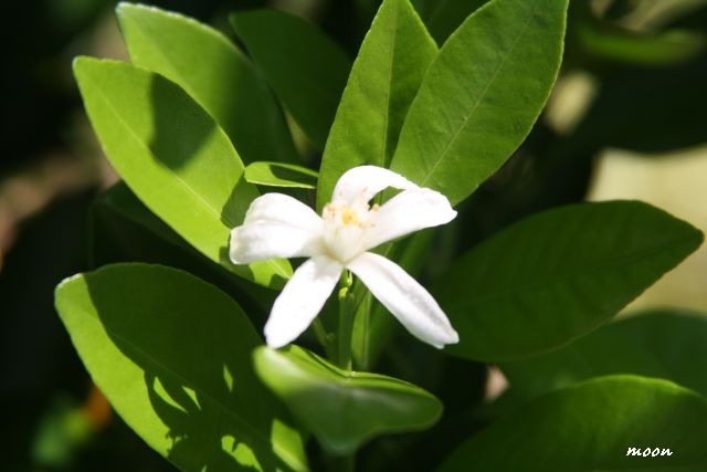 Calamondin - Citrofortunella mitis